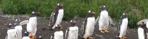 Navegación a Pingüinera